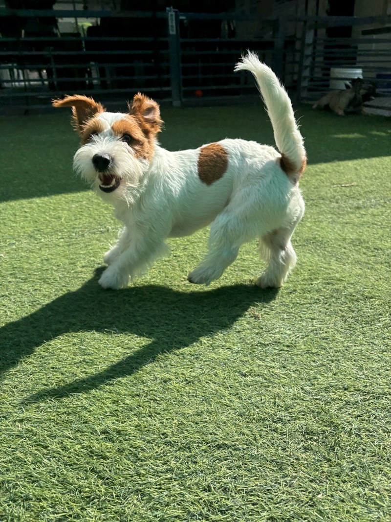 女人知己試用大隊,口碑行銷,部落客行銷,Moegis萌吉 腸道生機專利RBE益生菌,寵物益生菌,專利RBE益生元,專利蔬果酵素,小分子胜肽,藍藻粉,維持免疫力,幫助維持消化道機能,維持正常食慾,改變細菌叢生態,腸胃保健,犬貓適用